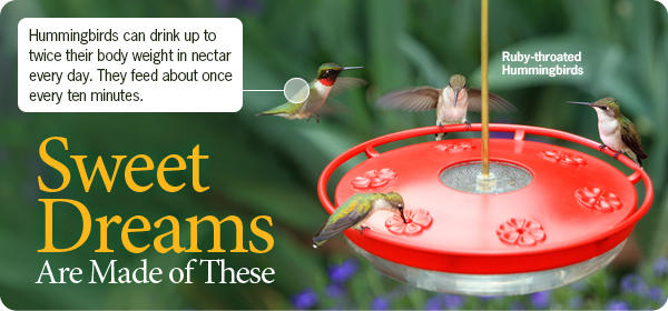 Hummingbird Feeders Sale